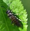 Macrophya alboannulata